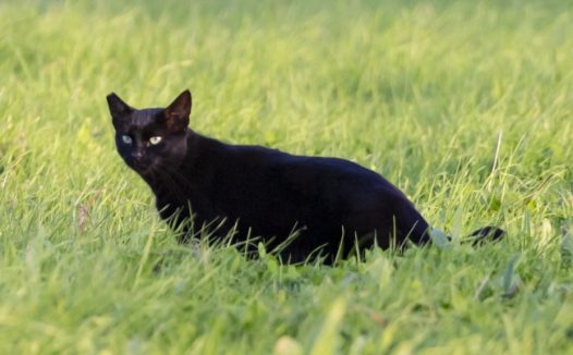 绿草地黑色小猫图片