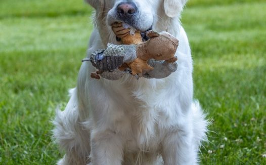 家养白色金毛猎犬摄影图片