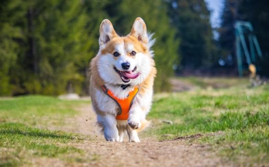 乡村田园威尔士柯基犬图片