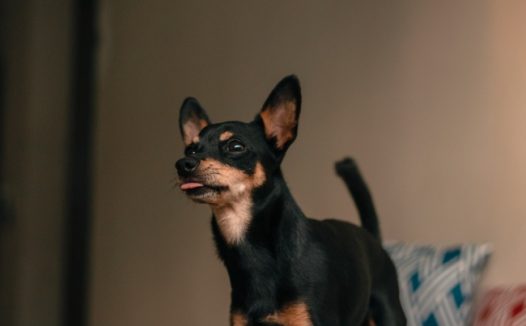 迷你小杜宾犬图片