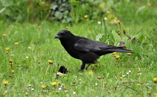绿色草地野生寒鸦图片