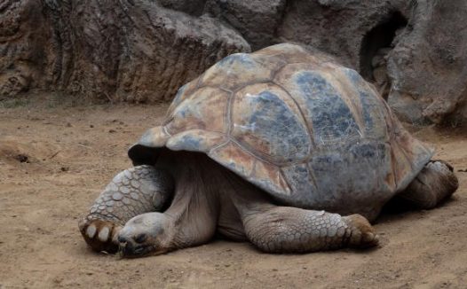 草丛里的乌龟图片