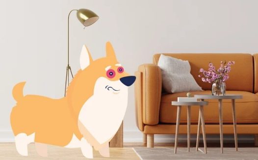 狗狗的红眼病(结膜炎):症状与原因