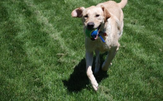 纯种拉布拉多犬图片