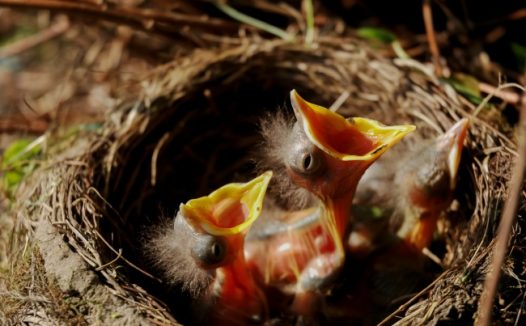 鸟巢中的幼鸟图片