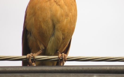大自然野生飞禽图片