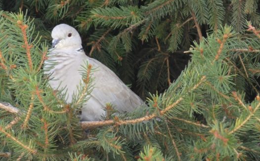 松树上灰鸽子图片