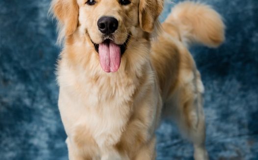 可爱宠物犬金毛猎犬图片