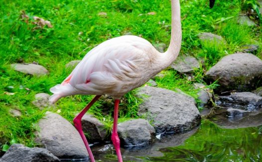 白色火烈鸟飞禽摄影图片