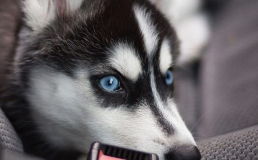 蓝眼哈士奇图片