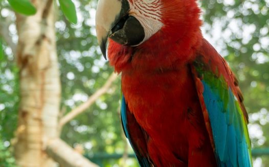 站在枝干上的彩色金刚鹦鹉图片