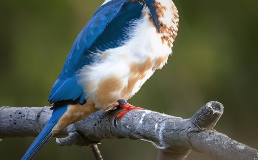 野生白领翡翠翠鸟图片