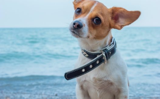 可爱吉娃娃宠物写真