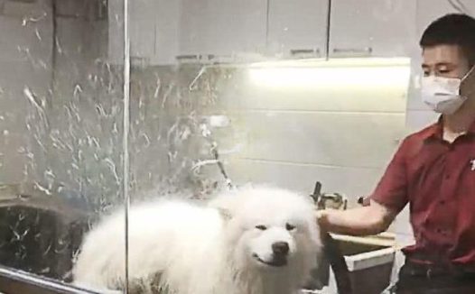 铲屎官带着萨摩耶去洗澡, 吹毛的时候突然感受到了一阵恶寒