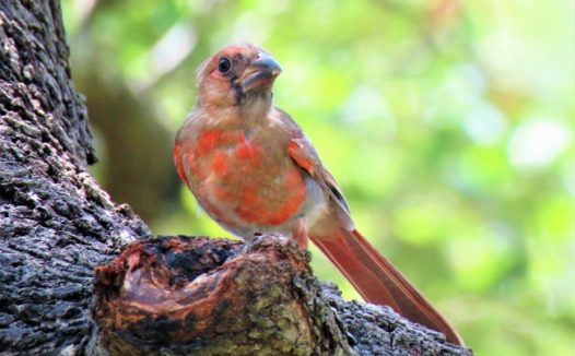 枝头上红色鸟图片