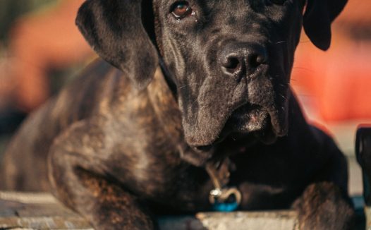 可爱慵懒的黑色小狗摄影图片