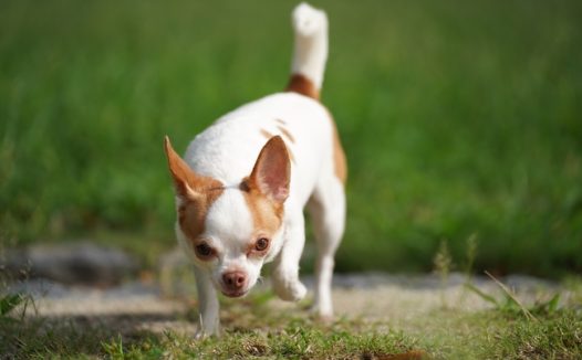 可爱吉娃娃狗狗图片