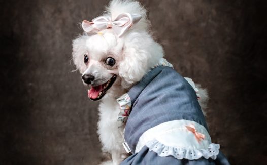 可爱卷毛比熊犬萌宠写真图片