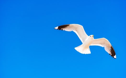 白色海鸥蓝色天空展翅高飞图片