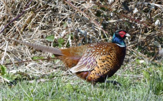 草地上的野鸡图片