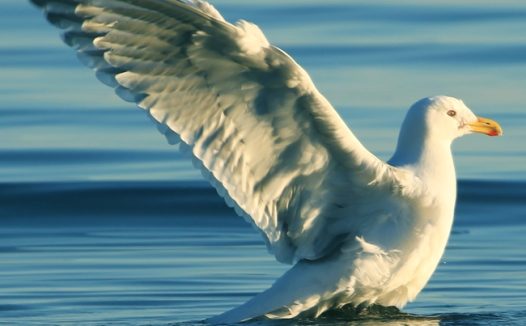 白色海鸥海平面捕鱼图片