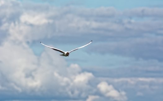 高空展翅翱翔的热带海鸟图片