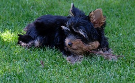 绿草地上的约克夏犬图片