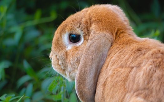 可爱毛茸茸长耳兔图片