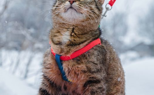 冬季雪地可爱喵星人图片