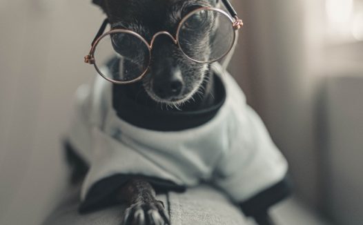 黑色吉娃娃狗狗图片