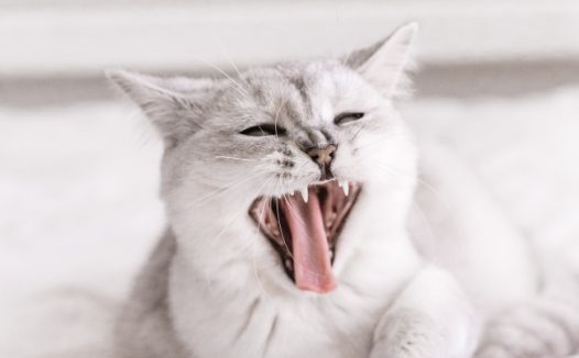 张牙舞爪可爱小猫图片