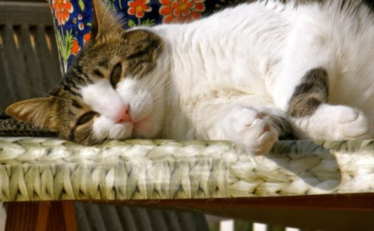 慵懒的猫咪图片