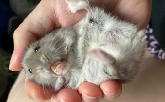 仓鼠咬人是为什么