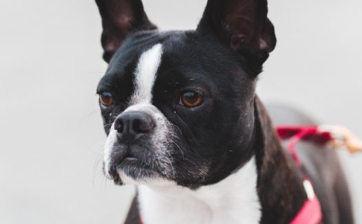 纯种波士顿梗犬图片