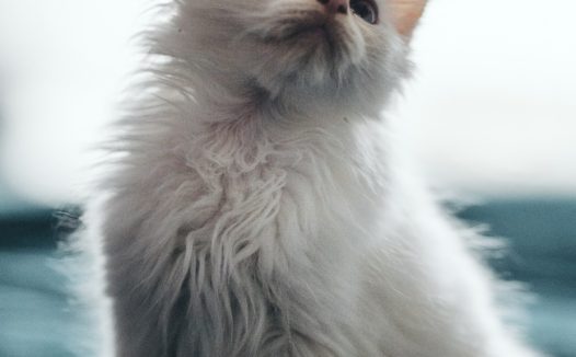 白色长毛小猫图片