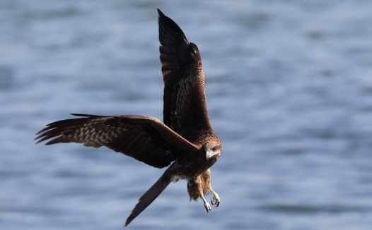 展翅飞翔的老鹰图片