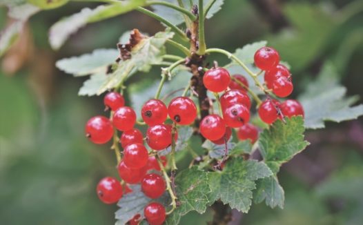 野生红醋栗浆果图片