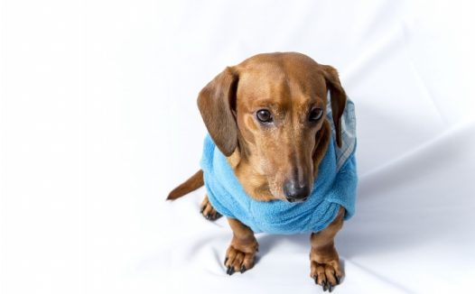 高清可爱狗狗图片