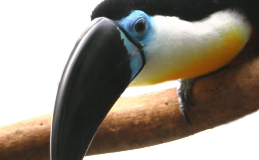 黑色巨嘴鸟长嘴巴特写摄影图片