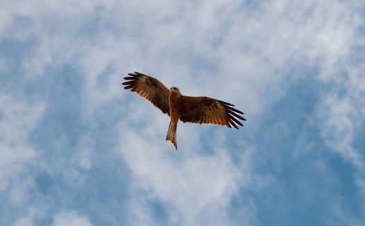 高空展翅飞翔黑耳鸢图片