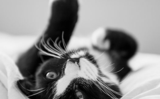 可爱黑白奶牛猫图片