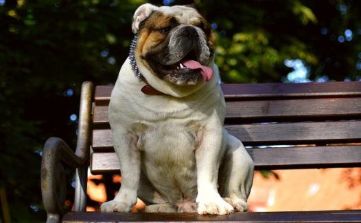 英国斗牛犬蠢萌图片