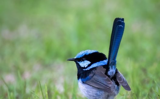 草地上停歇的松鸦图片