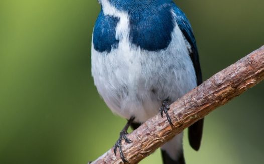 站在树枝上的白梅蓝姬鹟图片