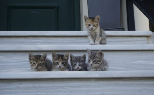 五只可爱小猫图片