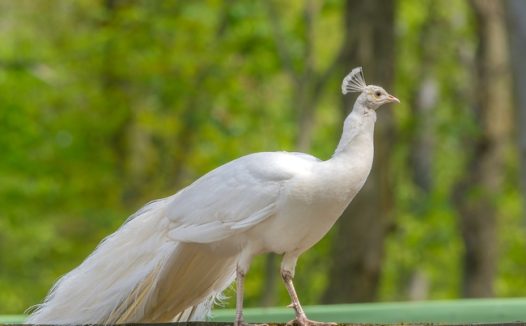 白色羽毛孔雀图片