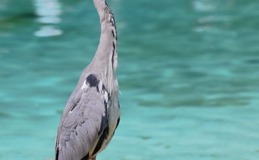 岸边野生苍鹭图片