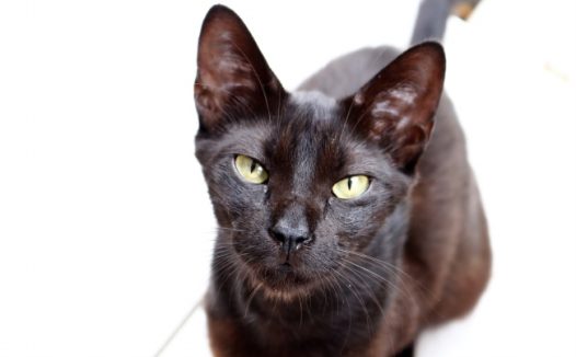 黑色小猫呆萌图片