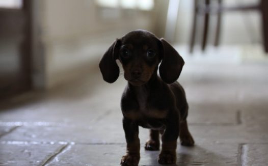 呆萌可爱黑色狗狗图片