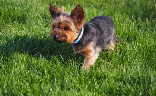 迷你宠物小狗图片